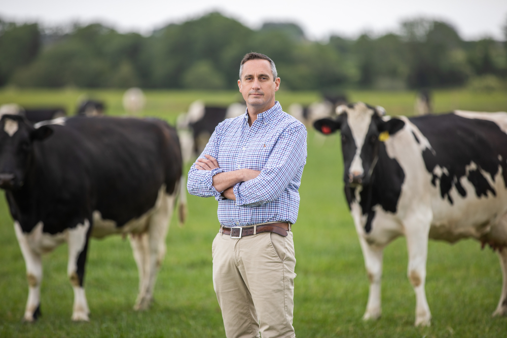 Man in blue shirt standing in a field with cattle.