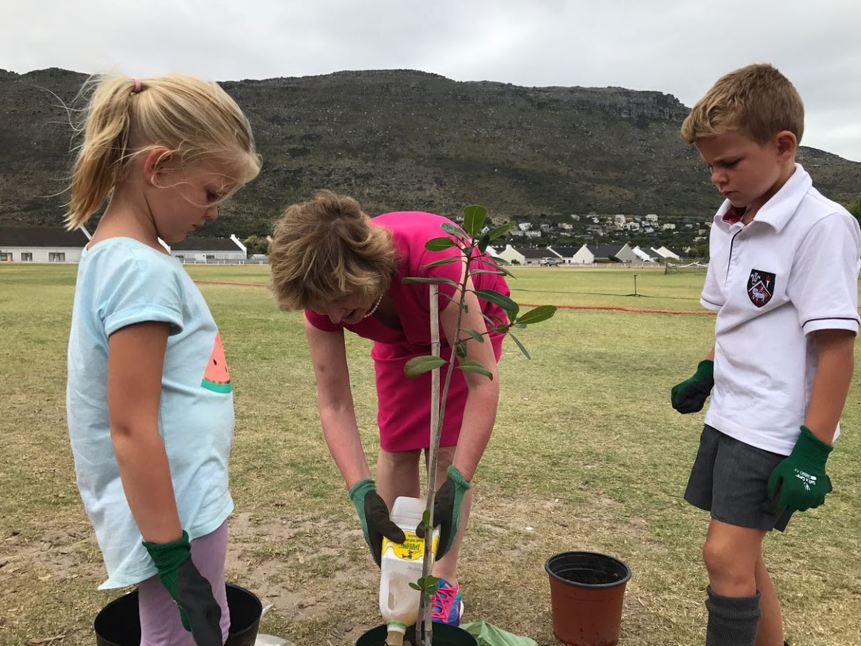 planting trees in ireland