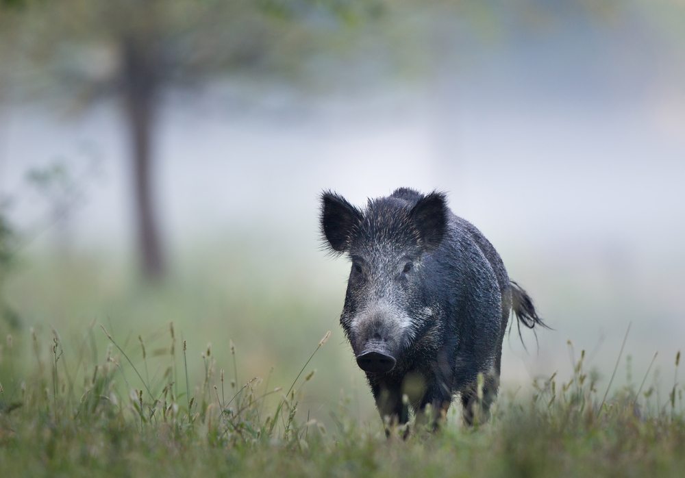 ballinwillin house wild boar