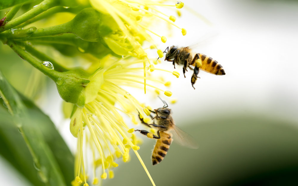 An Irish firm on a mission to save the bees | Think Business