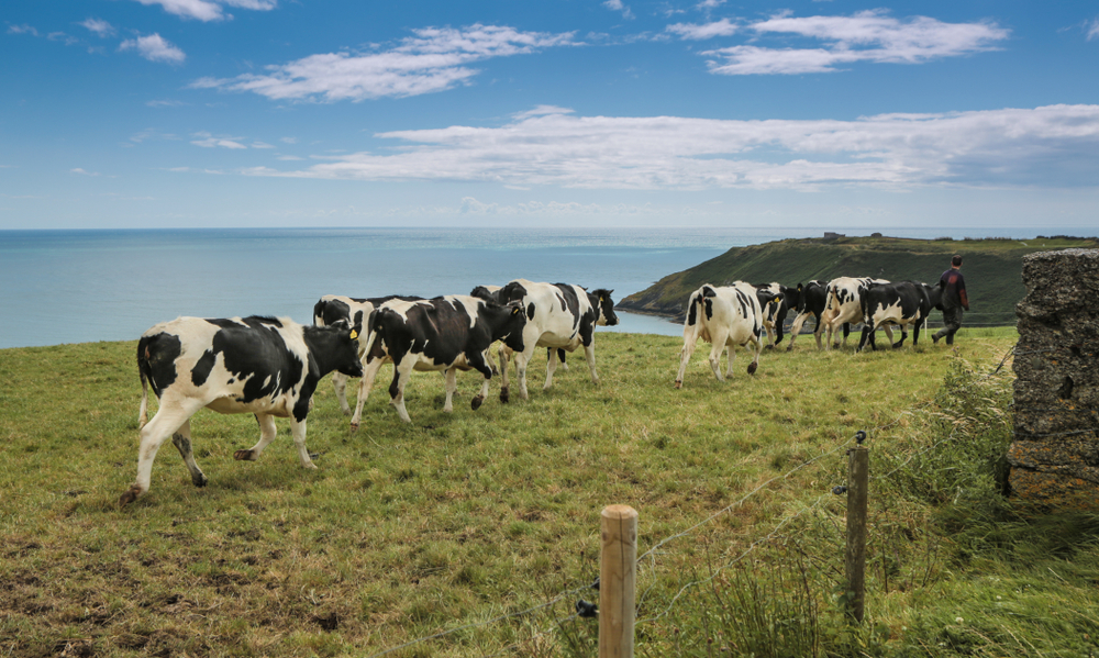 young farmers ireland dairy