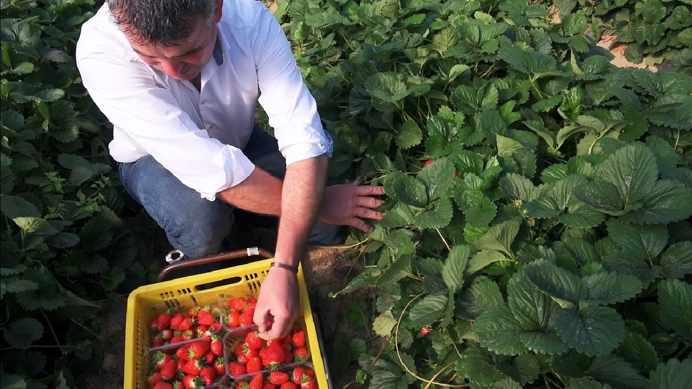 One of the biggest fruit farms in Ireland