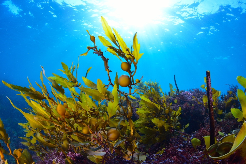 donegal seaweed