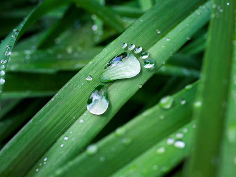 water in the shape of a foot on a blade of grass.