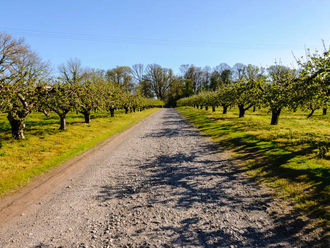 Avenue of apple trees.