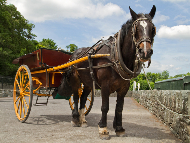 horse and trap in Killarney.