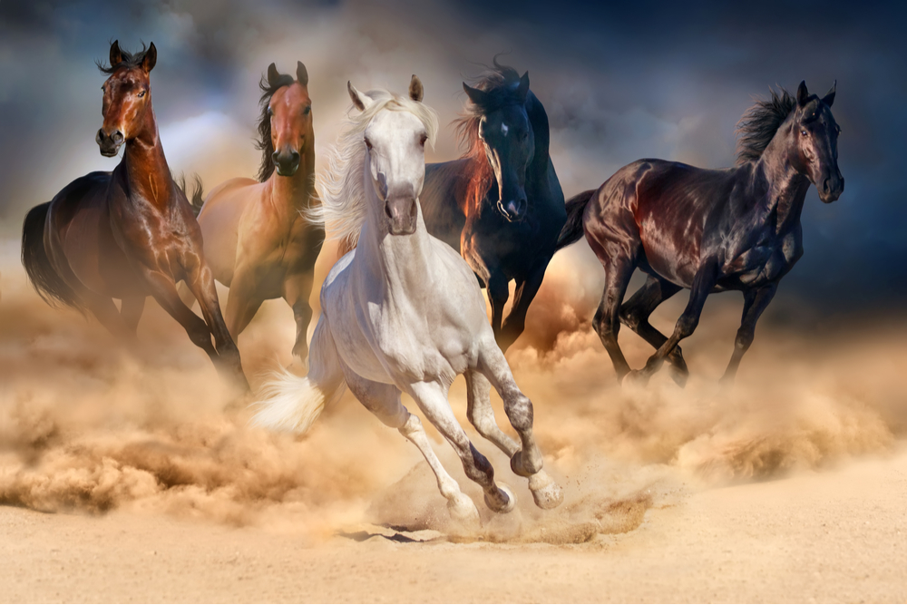 Herd of horses dashing through sand.