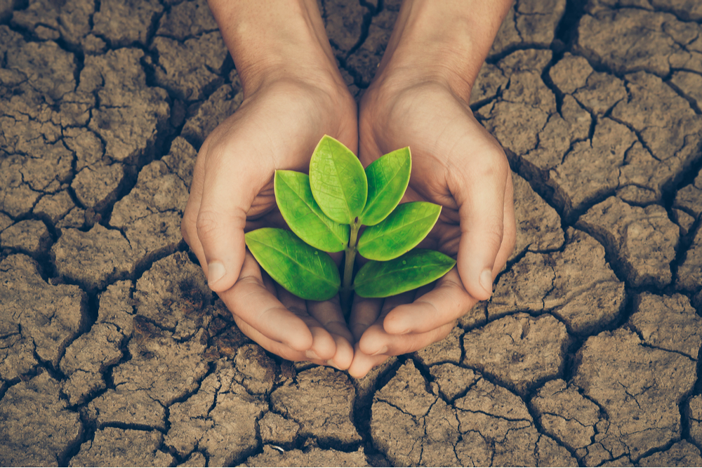 Woman's hands cupped around a green plant emerging out of cracked earth.