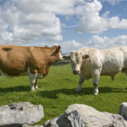 brown cow and white bull in a field.