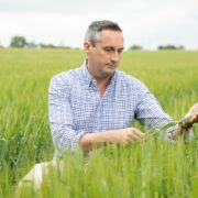 Man in blue shirt examining crops in a field.