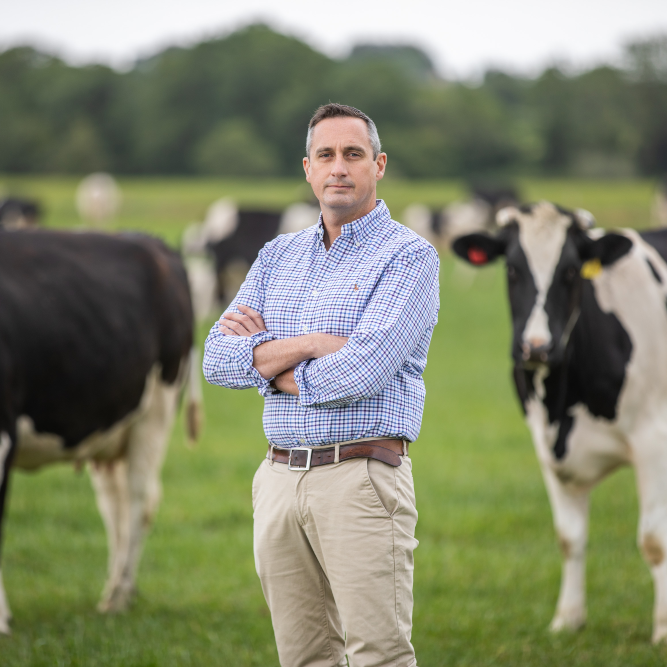 Man standing in field with cattle.