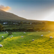 Sunset over a field of sheep, in the west of Ireland.