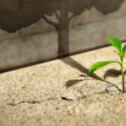 Green Sprout Plant Growth in Cracked Concrete and Shading a Big Tree Shadow on the Concrete Wall.