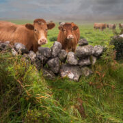 Cows in a green field behind traditional dry stone fence.