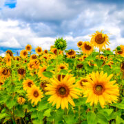field of sunflowers.