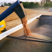 Overloading grain from the combine harvesters into a grain truck in the field.