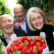 Two men and a woman behind a basket of strawberries.