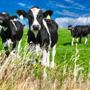 Irish milk cows in a field.