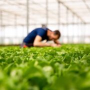 Man working in a greenhouse.
