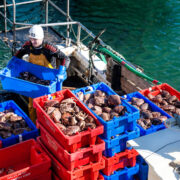 Young Irish fisherman hauling crates of fish.
