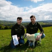 Two young men with a sheep in a field.