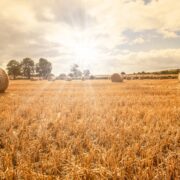 bales of hay in a sunny field.