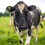 Cows in a field in Ireland.