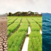 Desert, agriculture and blue ocean.