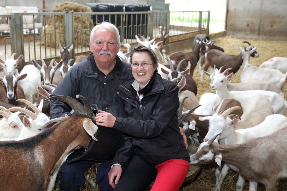 Man and woman surrounded by goats.