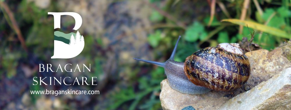 snail crawling on wood.