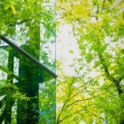 glass windows beside trees.