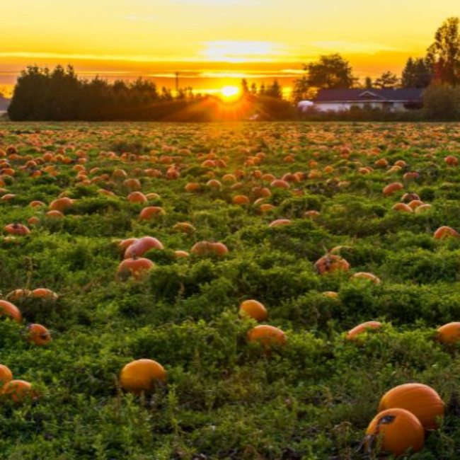 Pumpkins in an Irish field.