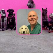 Man inset on image of dogs.