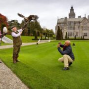 Falconry on display at Adare Manor.