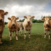 Cows in a field in Ireland.