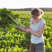 Female farmer inspecting a freshly harvested sugar beet in a green agricultural field, holding the root with leafy tops visible under natural sunlight.