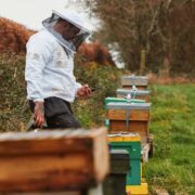Person wearing a protective beekeeping suit and veil stands beside a row of wooden beehives in a grassy rural area, looking at a smartphone, with hedges and trees in the background.