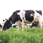 Dairymaster MooMonitor 360 dairy herd monitoring technology helping farmers track cow health, fertility, activity and herd performance on modern dairy farms.