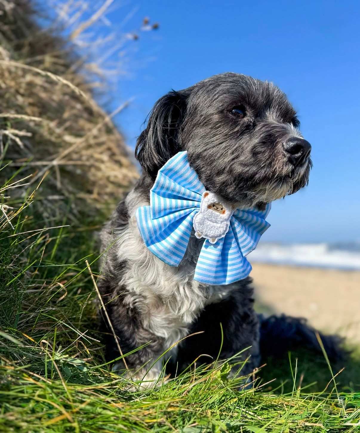 Dog wearing a blue striped handmade bow from Daves Woofly Bandanas, photographed outdoors beside a beach.