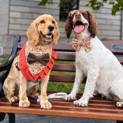 Dogs model handmade pet accessories from Daves Woofly Bandanas, the Irish petwear business founded by teen entrepreneur Ciara Reid.