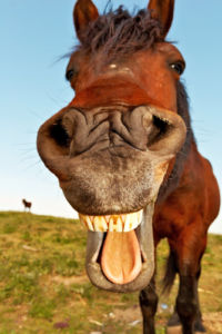 Horse laughing