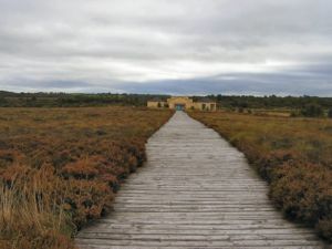 corlea bog road longford