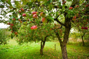 cider making ireland