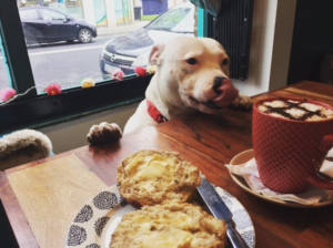 Pupp dog-friendly restaurant