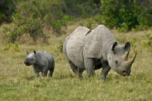 rhino herdsy